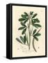 White Flowered Fenugreek with Seed Pod, Trigonella Foenum Graecum-James Sowerby-Framed Stretched Canvas