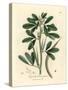 White Flowered Fenugreek with Seed Pod, Trigonella Foenum Graecum-James Sowerby-Stretched Canvas