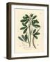 White Flowered Fenugreek with Seed Pod, Trigonella Foenum Graecum-James Sowerby-Framed Giclee Print