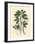 White Flowered Fenugreek with Seed Pod, Trigonella Foenum Graecum-James Sowerby-Framed Giclee Print