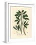 White Flowered Fenugreek with Seed Pod, Trigonella Foenum Graecum-James Sowerby-Framed Giclee Print