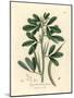White Flowered Fenugreek with Seed Pod, Trigonella Foenum Graecum-James Sowerby-Mounted Giclee Print