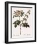 White Flowered Rose-Pierre Joseph Redoute-Framed Giclee Print