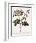White Flowered Rose-Pierre Joseph Redoute-Framed Giclee Print