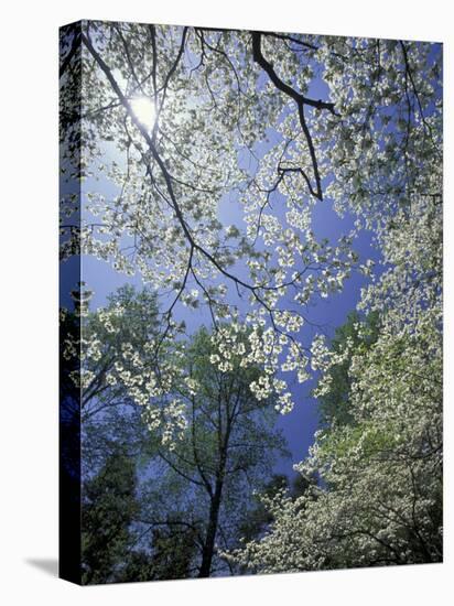 White Flowering Dogwood Trees in Bloom, Kentucky, USA-Adam Jones-Stretched Canvas