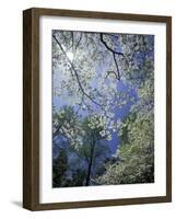 White Flowering Dogwood Trees in Bloom, Kentucky, USA-Adam Jones-Framed Photographic Print