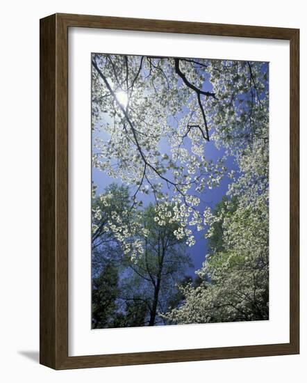 White Flowering Dogwood Trees in Bloom, Kentucky, USA-Adam Jones-Framed Photographic Print