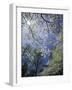 White Flowering Dogwood Trees in Bloom, Kentucky, USA-Adam Jones-Framed Photographic Print