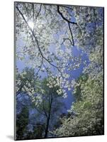 White Flowering Dogwood Trees in Bloom, Kentucky, USA-Adam Jones-Mounted Photographic Print