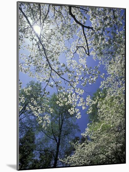 White Flowering Dogwood Trees in Bloom, Kentucky, USA-Adam Jones-Mounted Photographic Print