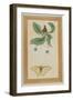 White Flowers and a Butterfly, India-null-Framed Giclee Print