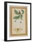 White Flowers and a Butterfly, India-null-Framed Giclee Print