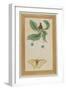 White Flowers and a Butterfly, India-null-Framed Giclee Print