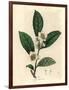 White Flowers and Green Tea Leaves, Thea Bohea, Camellia Sinensis-James Sowerby-Framed Giclee Print