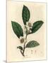 White Flowers and Green Tea Leaves, Thea Bohea, Camellia Sinensis-James Sowerby-Mounted Giclee Print