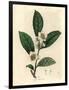 White Flowers and Green Tea Leaves, Thea Bohea, Camellia Sinensis-James Sowerby-Framed Giclee Print