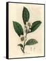 White Flowers and Green Tea Leaves, Thea Bohea, Camellia Sinensis-James Sowerby-Framed Stretched Canvas