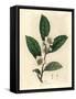 White Flowers and Green Tea Leaves, Thea Bohea, Camellia Sinensis-James Sowerby-Framed Stretched Canvas