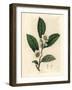 White Flowers and Green Tea Leaves, Thea Bohea, Camellia Sinensis-James Sowerby-Framed Giclee Print