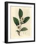 White Flowers and Green Tea Leaves, Thea Bohea, Camellia Sinensis-James Sowerby-Framed Giclee Print