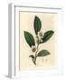 White Flowers and Green Tea Leaves, Thea Bohea, Camellia Sinensis-James Sowerby-Framed Giclee Print