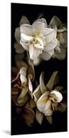 White Flowers Delight I-Richard Sutton-Mounted Premium Giclee Print