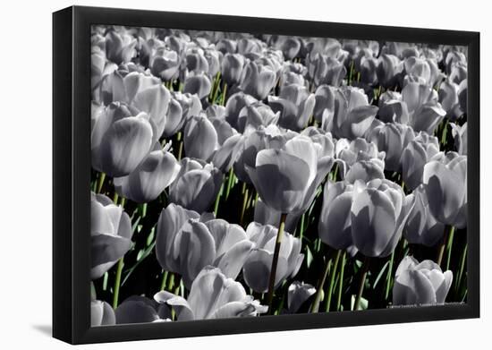 White Flowers Green Stems-null-Framed Poster