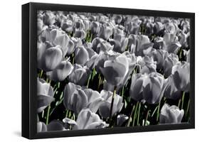 White Flowers Green Stems-null-Framed Poster