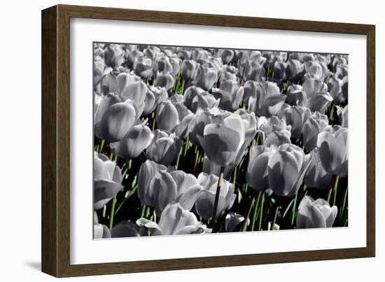 White Flowers Green Stems-null-Framed Photo