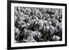 White Flowers Green Stems-null-Framed Photo