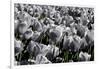 White Flowers Green Stems-null-Framed Photo