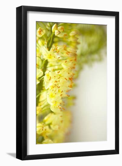 White Flowers II-Karyn Millet-Framed Photographic Print