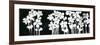 White Flowers on Black I-Norman Wyatt Jr.-Framed Premium Giclee Print