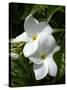 White Flowers on Palm Beach, Aruba-Lisa S. Engelbrecht-Stretched Canvas