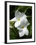 White Flowers on Palm Beach, Aruba-Lisa S. Engelbrecht-Framed Premium Photographic Print