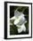 White Flowers on Palm Beach, Aruba-Lisa S. Engelbrecht-Framed Photographic Print