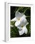 White Flowers on Palm Beach, Aruba-Lisa S. Engelbrecht-Framed Photographic Print