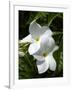 White Flowers on Palm Beach, Aruba-Lisa S. Engelbrecht-Framed Photographic Print