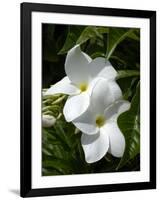 White Flowers on Palm Beach, Aruba-Lisa S. Engelbrecht-Framed Photographic Print