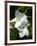 White Flowers on Palm Beach, Aruba-Lisa S. Engelbrecht-Framed Photographic Print