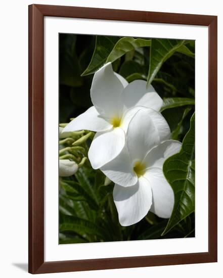 White Flowers on Palm Beach, Aruba-Lisa S. Engelbrecht-Framed Photographic Print