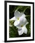 White Flowers on Palm Beach, Aruba-Lisa S. Engelbrecht-Framed Photographic Print