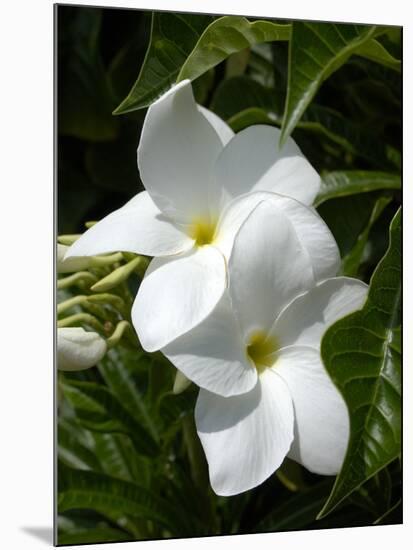 White Flowers on Palm Beach, Aruba-Lisa S. Engelbrecht-Mounted Photographic Print