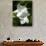 White Flowers on Palm Beach, Aruba-Lisa S. Engelbrecht-Photographic Print displayed on a wall