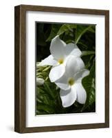 White Flowers on Palm Beach, Aruba-Lisa S. Engelbrecht-Framed Photographic Print