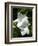 White Flowers on Palm Beach, Aruba-Lisa S. Engelbrecht-Framed Photographic Print