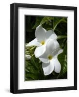 White Flowers on Palm Beach, Aruba-Lisa S. Engelbrecht-Framed Photographic Print