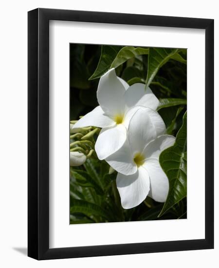 White Flowers on Palm Beach, Aruba-Lisa S. Engelbrecht-Framed Photographic Print