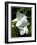 White Flowers on Palm Beach, Aruba-Lisa S. Engelbrecht-Framed Photographic Print