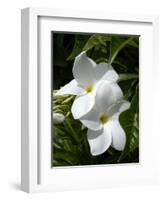 White Flowers on Palm Beach, Aruba-Lisa S. Engelbrecht-Framed Photographic Print